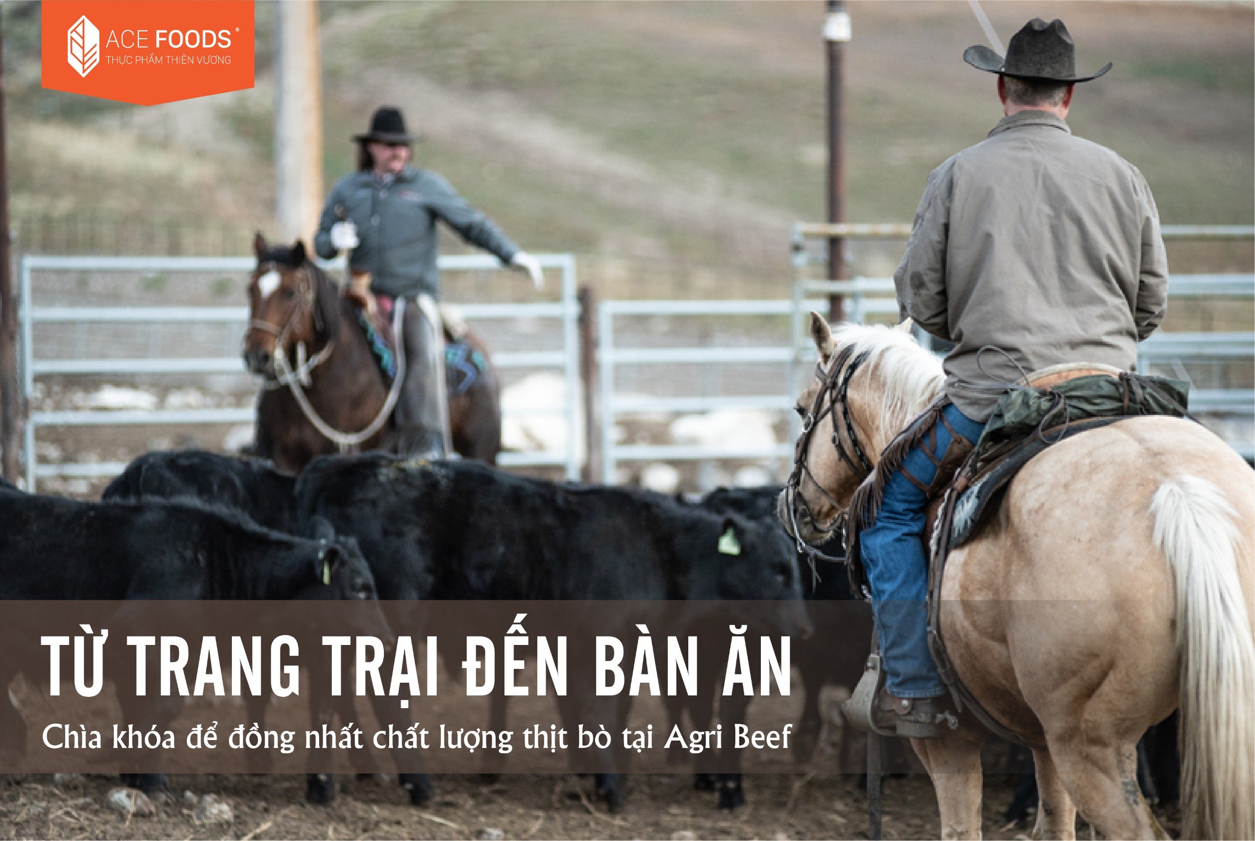 Từ trang trại đến bàn ăn - Chìa khóa để đồng nhất chất lượng thịt bò tại Agri Beef