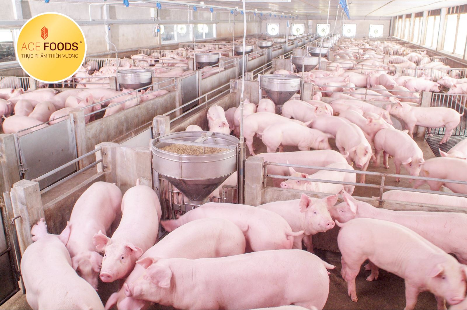 Sản xuất thịt vẫn luôn là thế mạnh của tập đoàn Miratorg