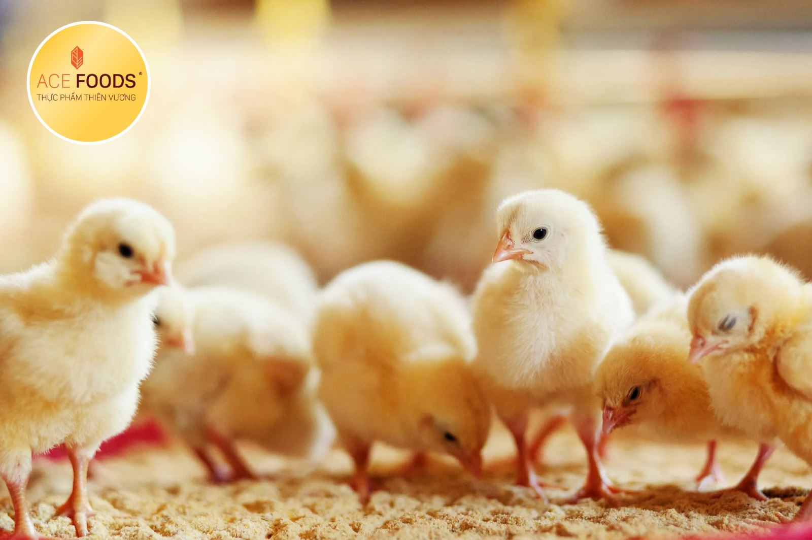 Chăn nuôi gia cầm tại tập đoàn Miratorg