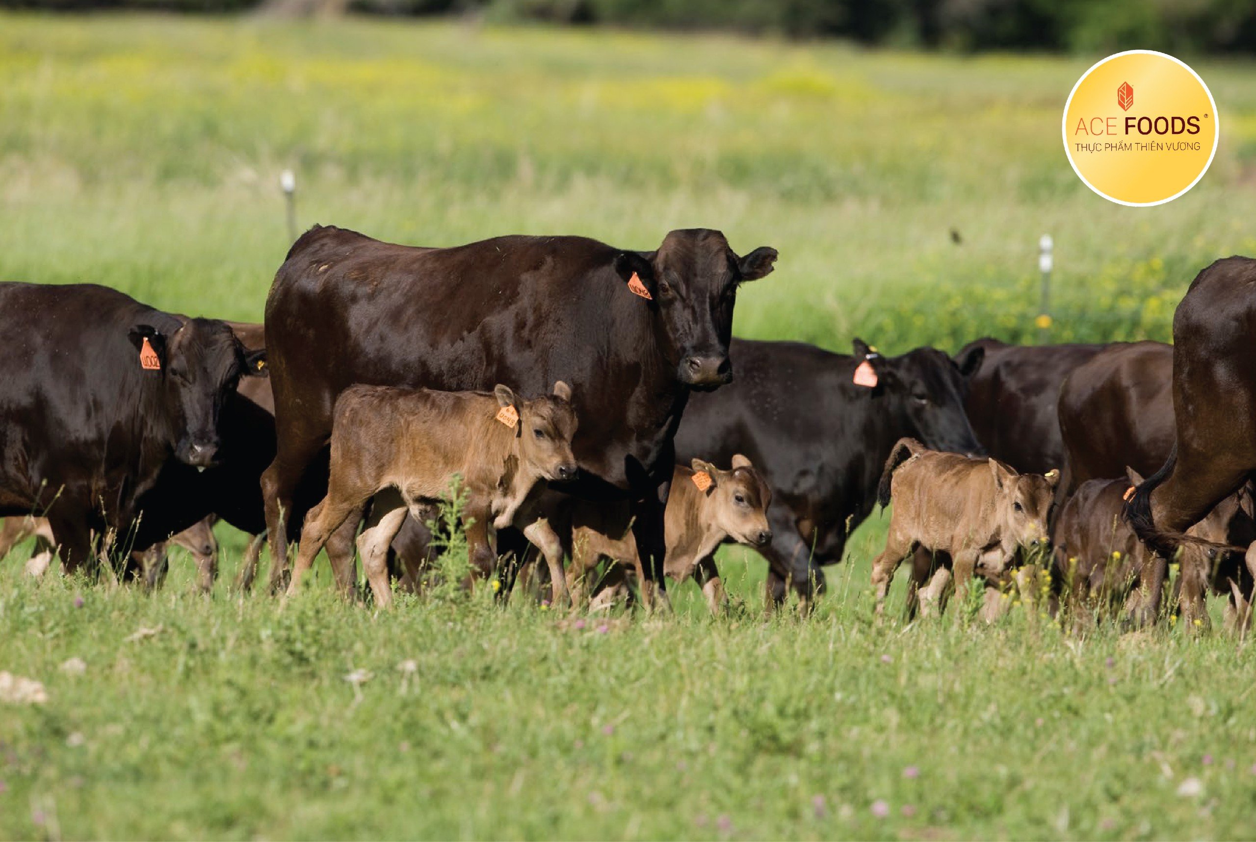 Gia súc tại Snake River Farms được luân canh giữa các đồng cỏ trên núi cao để chăn thả trên nguồn thức ăn thô xanh tự nhiên dồi dào